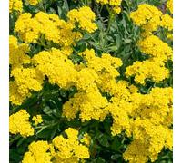 semi di alisso perenne - aiuole rialzate giardino resistenti balcone 350pcs