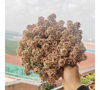 semi di alisso, perenne balcone resistenti 100pcs