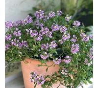 semi di alisso, perenne balcone vecchie varietà 250pcs