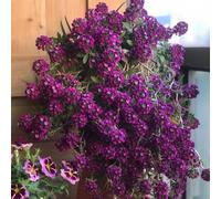 semi di alisso perenne, decorazione resistenti giardino vecchie varietà balcone 800pcs