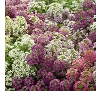 semi di alisso perenne, decorazione soggiorno biologici balcone resistenti 500pcs