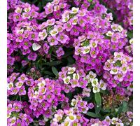 semi di alisso, perenne giardino balcone biologici resistenti 500pcs