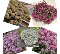 semi di alisso, perenne giardino resistenti tappezzante del terreno decorazioni 800pcs