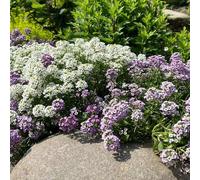 semi di alisso perenne, in vaso balcone tappezzante resistente giardino 1000pcs