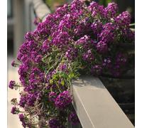 semi di alisso, perenne resistente esterno balcone 420pcs