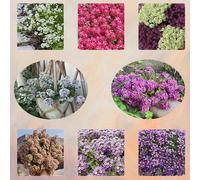 semi di alisso, perenne resistente esterno giardino tappezzante del terreno 350pcs