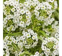 semi di alisso, perenne resistenti balcone decorazione da giardino 550pcs