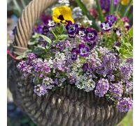 semi di alisso perenne, tappezzante resistente giardino decorazione del balcone 350pcs