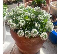 semi di alisso rampicanti esterno d'appartamento esotiche resistenti rialzata in vaso per l'arredamento dell'ufficio giardino 250pcs