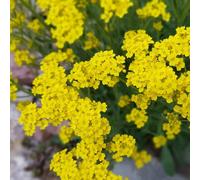 semi di alisso rampicanti rialzata decorazioni giardino per esterni in vaso per l'arredamento dell'ufficio varietà antiche interno biologiche balcone 200pcs