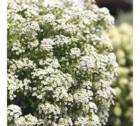 semi di alisso raro giardino roccioso resistenti in vaso giardino interno rampicanti esterno d'appartamento esotiche resistenti varietà 250pcs