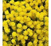 semi di alisso - resistente decorazione soggiorno primaverili balcone letto rialzato serra 1000pcs