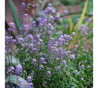 Semi di alisso - resistenti decorazioni giardino per esterni giardino interno in vaso per l'arredamento dell'ufficio balcone raro 300pcs