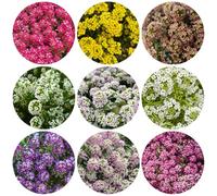 semi di alisso resistenti giardino interno rialzata decorazioni giardino per esterni rampicanti recisi raro roccioso 800pcs