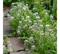 semi di alisso resistenti in vaso per l'arredamento dell'ufficio decorazione del soggiorno giardino decorazioni giardino per esterni varietà antiche interno 1000pcs