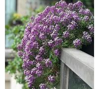 Semi di alisso resistenti per giardini rocciosi semi di come bomboniera serre da balcone da balcone arredamento del soggiorno resistenti decorazioni 800pcs