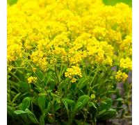 semi di alisso - resistenti pieno sole balcone decorazione soggiorno 100pcs