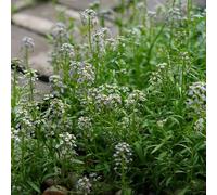 semi di alisso resistenti raro giardino roccioso in vaso per l'arredamento dell'ufficio decorazioni giardino per esterni d'appartamento 1000pcs