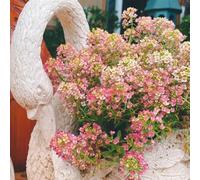 Semi di alisso semi di esotico vecchie varietà farfalle da balcone arredamento del soggiorno copertura del terreno resistenti per giardini rocciosi 600pcs