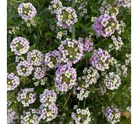 Semi di alisso semi di selvatici decorazioni da giardino per esterni resistenti vecchie varietà serre da balcone per luoghi soleggiati copertura del terreno organico 250pcs