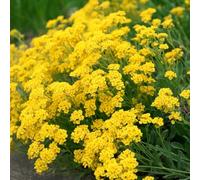 semi di alisso - serra balcone esotiche resistenti decorazione 1500pcs