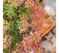 Semi di alisso serre da balcone decorazioni da giardino per esterni arredamento del soggiorno vecchie varietà farfalle esotico resistenti organico copertura del 600pcs