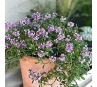 semi di alisso varietà antiche interno giardino sul balcone rialzata d'appartamento in vaso per l'arredamento dell'ufficio decorazione del soggiorno 600pcs