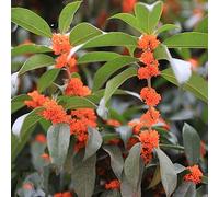 Semi di alloro - alloro decorazioni giardino per esterni semi di balcone estivi esotico selvatici per i luoghi soleggiati resistenti 50pcs