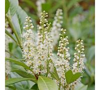 semi di alloro ciliegia, d'appartamento purificano l'aria decorative resistenti all'inverno per il giardino 200pcs