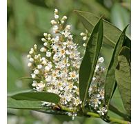 semi di alloro ciliegia, d'appartamento purificano l'aria di vecchie varietà decorative resistenti all'inverno per il giardino 150pcs