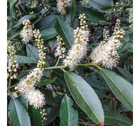 semi di alloro ciliegio - balcone aiuole rialzate per giardino, resistenti interno 250pcs