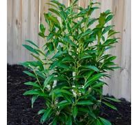 Semi di alloro ciliegio, raro giardino roccioso giardino balcone d'appartamento varietà antiche interno rampicanti decorazione del soggiorno 100pcs