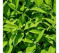 Semi di alloro ciliegio, tappezzanti in vaso rialzata 180pcs