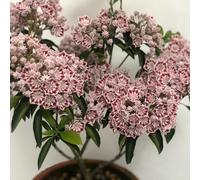 semi di alloro di montagna - balcone perenni resistenti esotiche vecchie varietà 30pcs