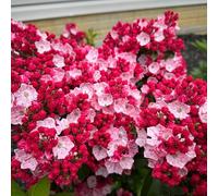 semi di alloro di montagna da balcone perenni resistenti decorativi per, appartamento giardino 650pcs