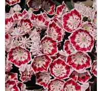 semi di alloro di montagna da balcone primavera perenni resistenti d'appartamento esotiche vecchie varietà in 30pcs