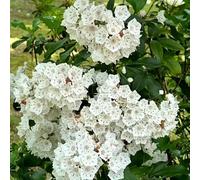 semi di alloro di montagna - decorativi biologici vecchie varietà balcone resistenti 75pcs