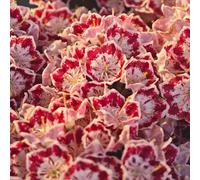 semi di alloro di montagna - esotiche resistenti decorazioni 450pcs