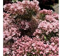 semi di alloro di montagna - giardino resistenti decorativi perenni 180pcs