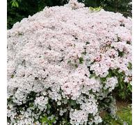 semi di alloro di montagna in estremamente resistenti decorazione balcone da primavera per 400pcs