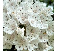 semi di alloro di montagna per in biologici vecchie varietà da balcone resistenti re decorazione 75pcs