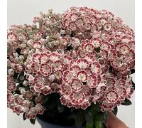 semi di alloro di montagna - perenni resistenti balcone decorazioni 350pcs