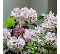 semi di alloro di montagna resistenti alle pietre decorazione da balcone giardino perenni 600pcs