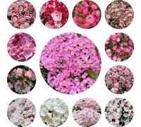 semi di alloro di montagna resistenti alle pietre decorazione da balcone giardino perenni vecchie 300pcs