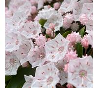 semi di alloro di montagna - resistenti decorazione balcone 400pcs