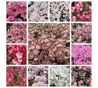 semi di alloro di montagna - resistenti decorazione da balcone giardino perenni 300pcs