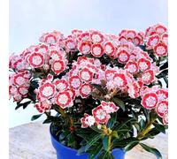 semi di alloro di montagna resistenti in estremamente da balcone e decorazione giardino per primaverili all'aperto 120pcs