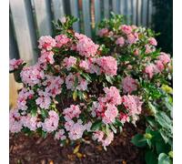semi di alloro di montagna selvatici per da appartamento per decorazioni da ufficio giardino roccioso resistenti il 50pcs