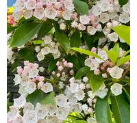 semi di alloro di montagna vecchie varietà selvatici per resistenti decorazioni 200pcs