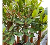 Semi di alloro, Laurus nobilis, compra resistenti per il giardino 100pcs